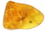 Detailed Fossil Earwig (Dermaptera) In Baltic Amber #93851-1
